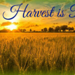 Feast of Ingathering 2024: The Harvest is Ready