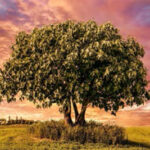 God’s Vineyard: “A Tree has its Time”